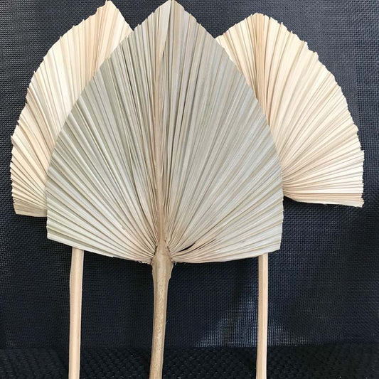 PALMITO 2 (Ajout de la variante Lot de 5)