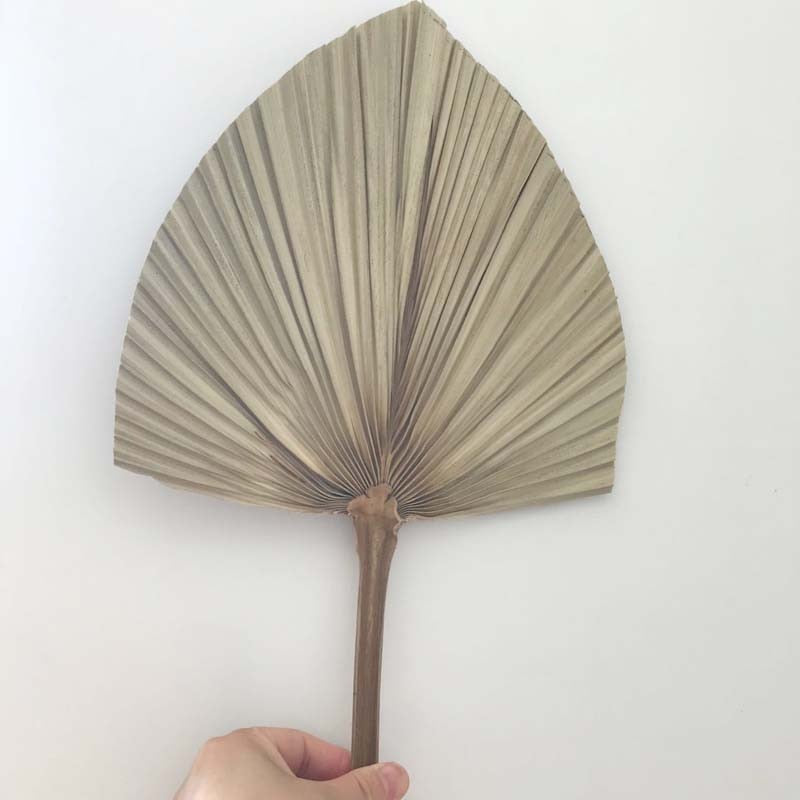 PALMITO 2 (5er-Pack-Variante hinzugefügt)