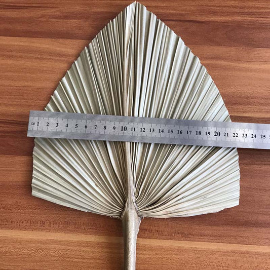 PALMITO 2 (Ajout de la variante Lot de 5)