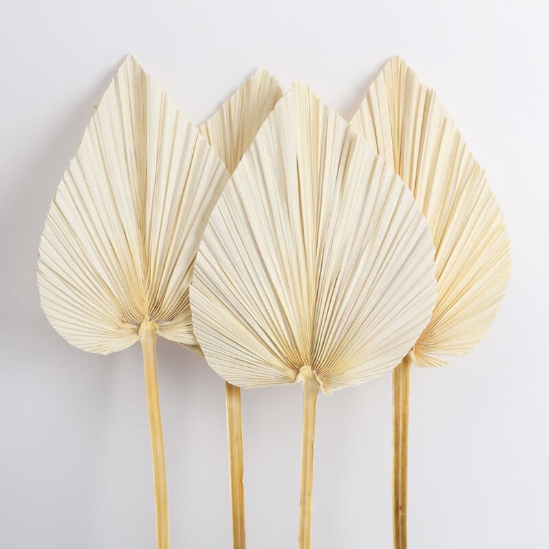 PALMITO ~ Lot de Feuilles Palmiers séchées