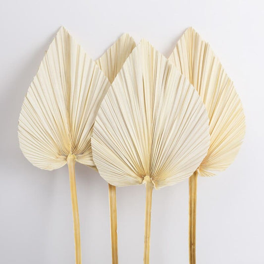 PALMITO ~ Lot de Feuilles Palmiers séchées